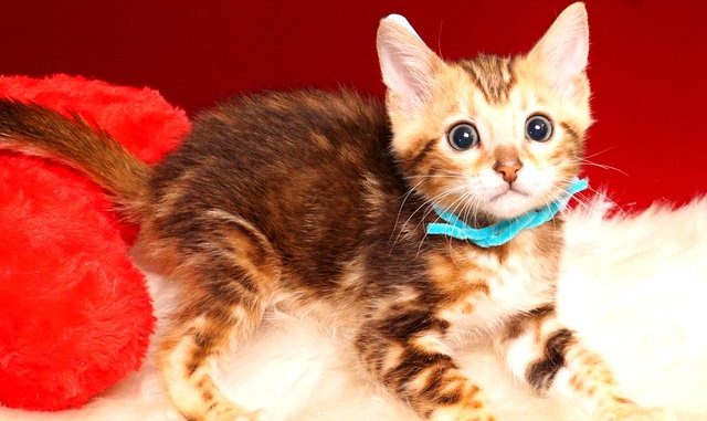 ベンガルの子猫 2019/4/21生 714番アクア オス1