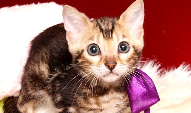 ベンガルの子猫 2019/4/21生 712番パープル メス1