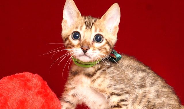 ベンガルの子猫 2019/4/21生 715番グリーン オス2