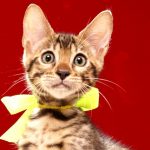 ベンガルの子猫 2017年6月28日生まれ 377番イエロー君