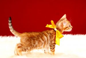 ベンガルの子猫 2017年8月1日生まれ 395番オレンジ君
