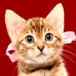 ベンガルの子猫 2017年8月1日生まれ 398番ピンクちゃん