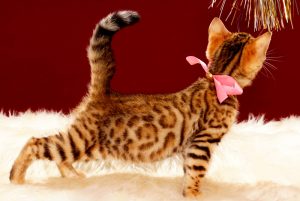 ベンガルの子猫 2017年8月1日生まれ 398番ピンクちゃん
