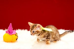 ベンガルの子猫 2017年8月1日生まれ 397番イエロー
