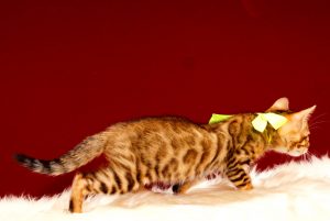 ベンガルの子猫 2017年8月1日生まれ 397番イエロー