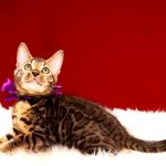 ベンガルの子猫 2017年6月28日生まれ 380番パープル君