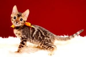 ベンガルの子猫 2017年7月18日生まれ 385番だいだい君