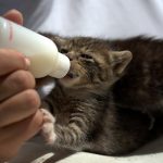 子猫 ミルク スポイト