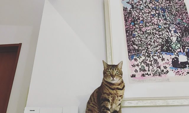 ベンガル猫