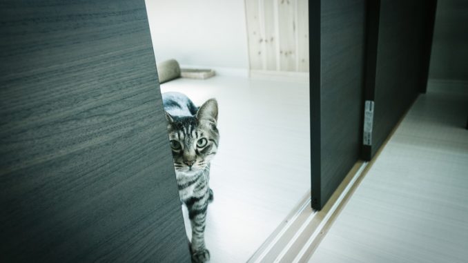 NEKOIMG_7168_TP_V4