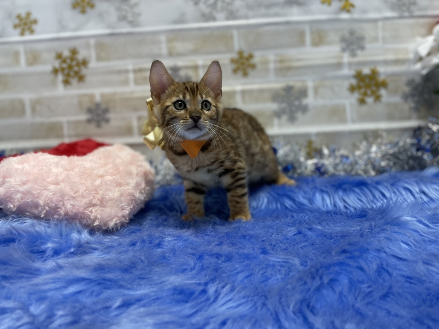 くさんプリ 新品 ベンガルキャット 猫柄 ビジュー リボン 五部袖