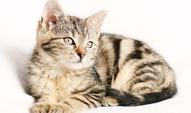 cat-1192026_640