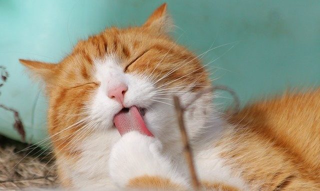 cat-323262_640