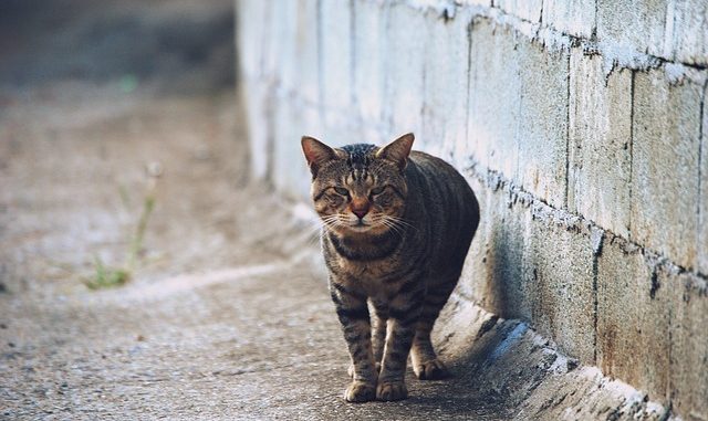 cat-3794325_640