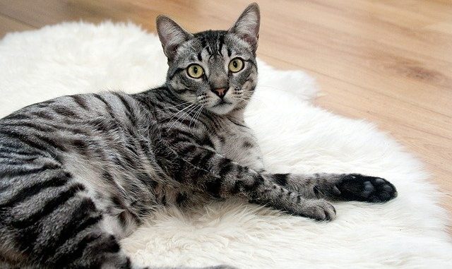 cat-468232_640