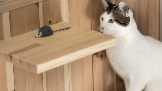 cat126IMGL5712_TP_V4