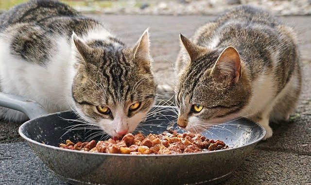 cats-4372525_640 猫 食欲