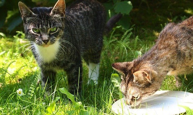 cats-724602_640