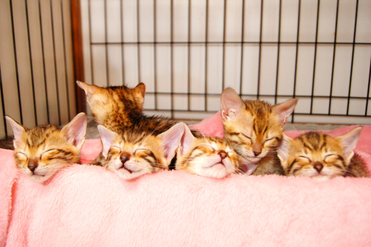 ベンガル猫の知っておきたい飼育方法 キャットクレスト公式ページ