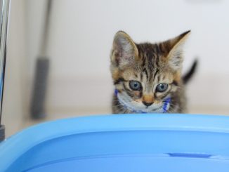 トイレ 猫