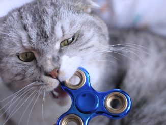 猫 噛む