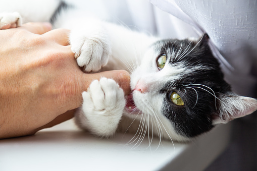 あなたの猫ちゃん いつまでたっても噛んでいませんか キャットクレスト公式ページ