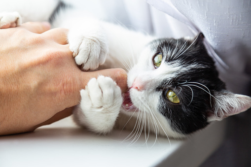 あなたの猫ちゃん、いつまでたっても噛んでいませんか？  キャット 