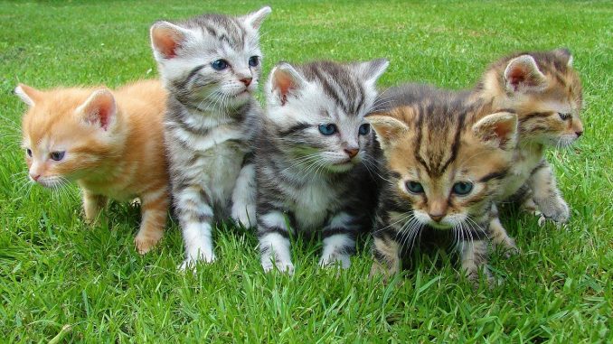 kitten-227009_1280 子猫 育て方 一か月