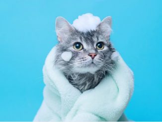 猫 風呂