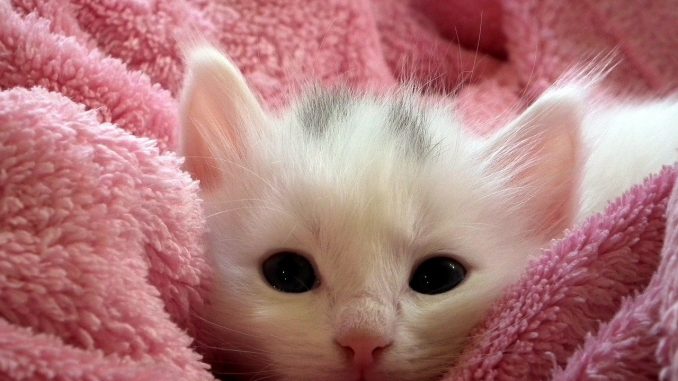 kitten-227009_1280 仔猫 出産