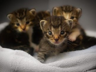 子猫 離乳食