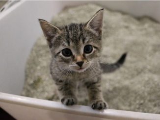 子猫 トイレ 掃除