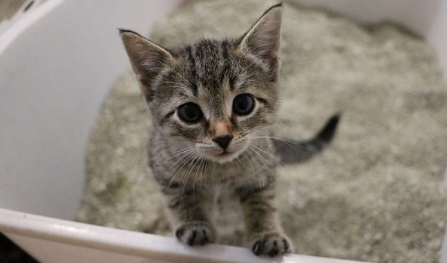 messageImage_1602083405342 子猫 トイレ 掃除