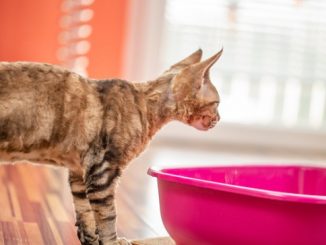 猫 トイレ